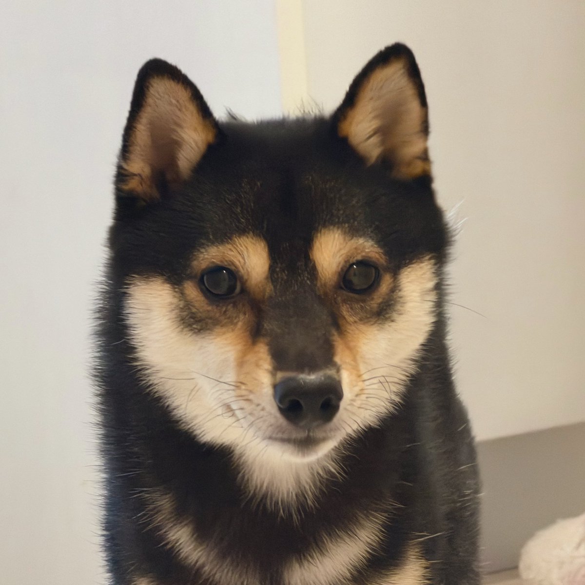 黒豆柴】煮豆 (@nimame_0130) / Posts / X