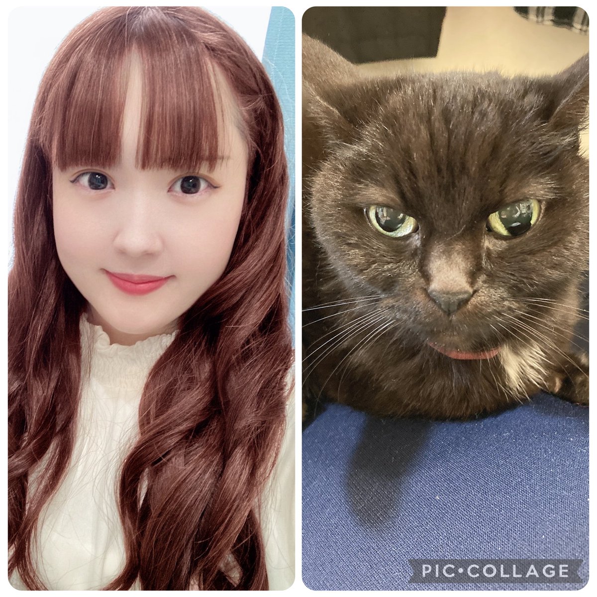 kikitaaaaaaaan's tweet photo. みーちゃん 享年21歳。

3月20日にお空へ旅立ちました。

みーちゃんは、猫が苦手だった私を猫好きに変えてくれた大切な存在。

みーちゃんに出会っていなければ、
譲渡会に足を運ぶこともなかったし、
保護猫まりもにも出会えていなかった。

みーちゃんありがとう🌸
ずっと大好きだよ https://t.co/V7MeeZqCyD