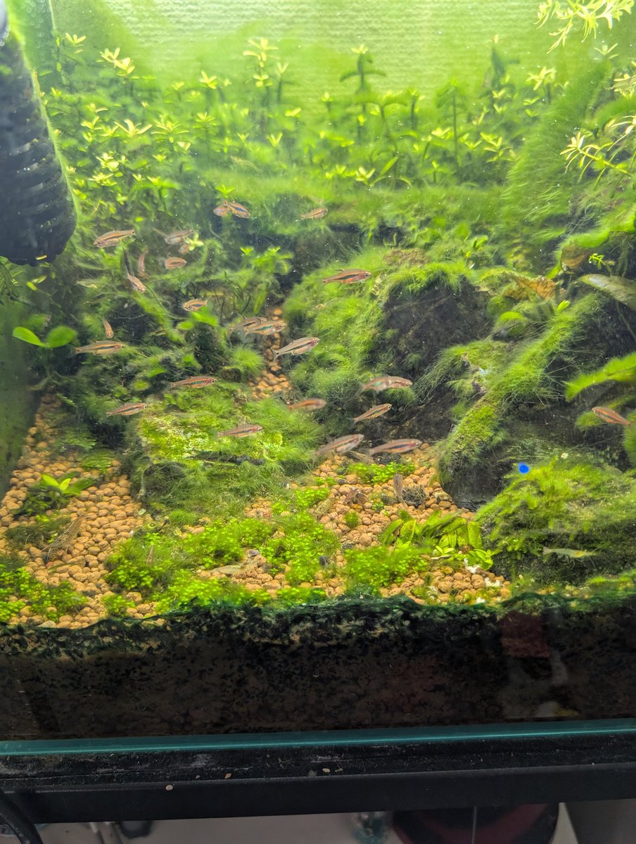 ZiL1jb3VwxMJxs4's tweet image. コケまみれになってもうた