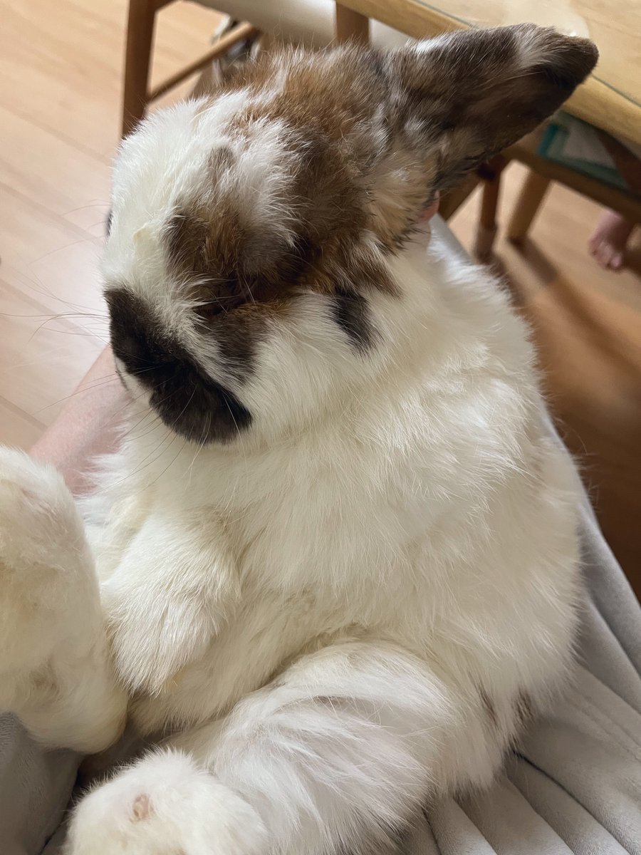 トミカをかじりまくって「うーたは自分のおもちゃ持ってきて遊んで！」と怒られちゃったからおもちゃ買ってあげないと…
（片付けないのが悪い）