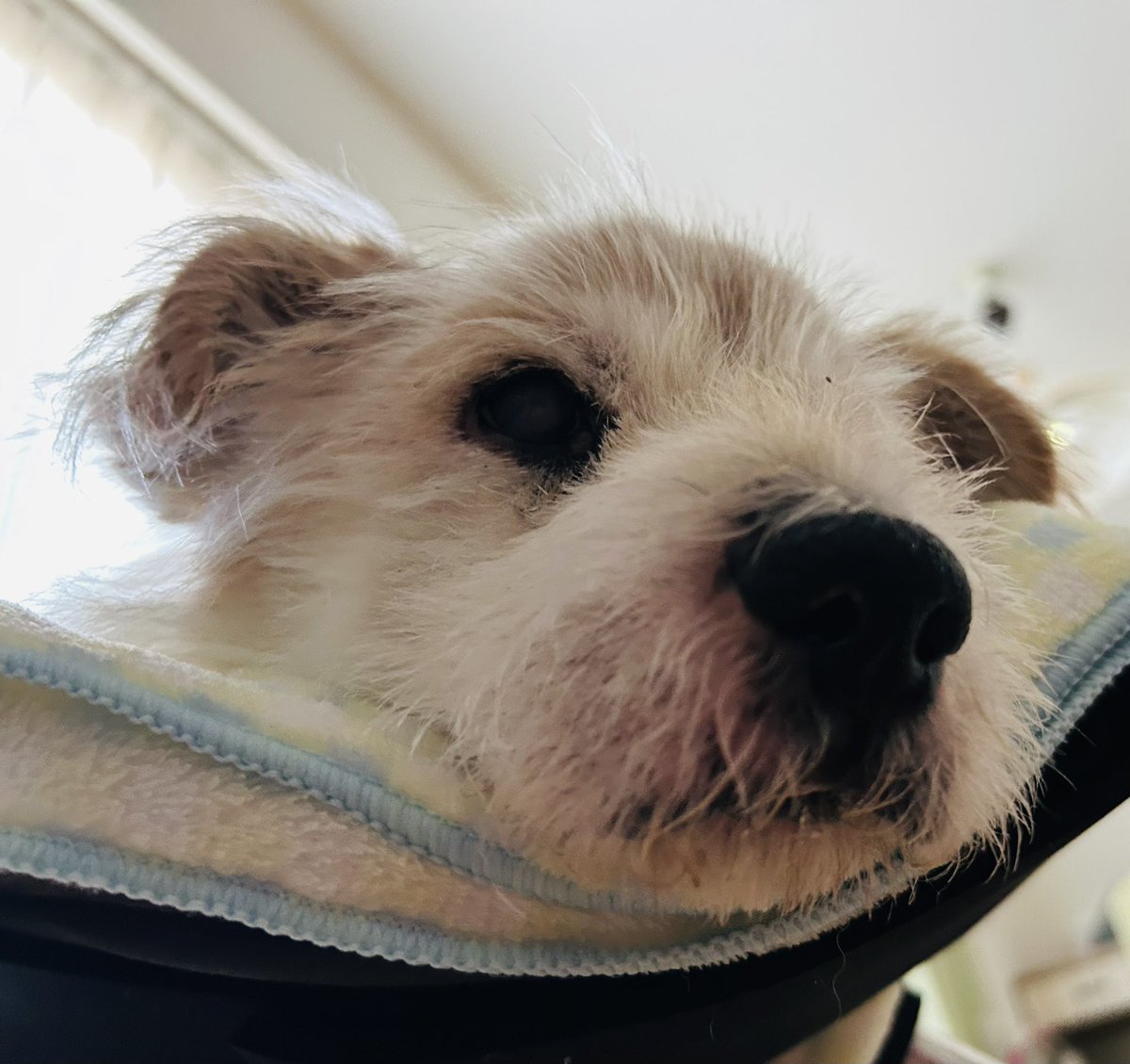 Vm6KK3cafoAcMBw's tweet image. コロ18歳の誕生日🎊
愛車運転中にて母ガン無視

#秘密結社老犬倶楽部