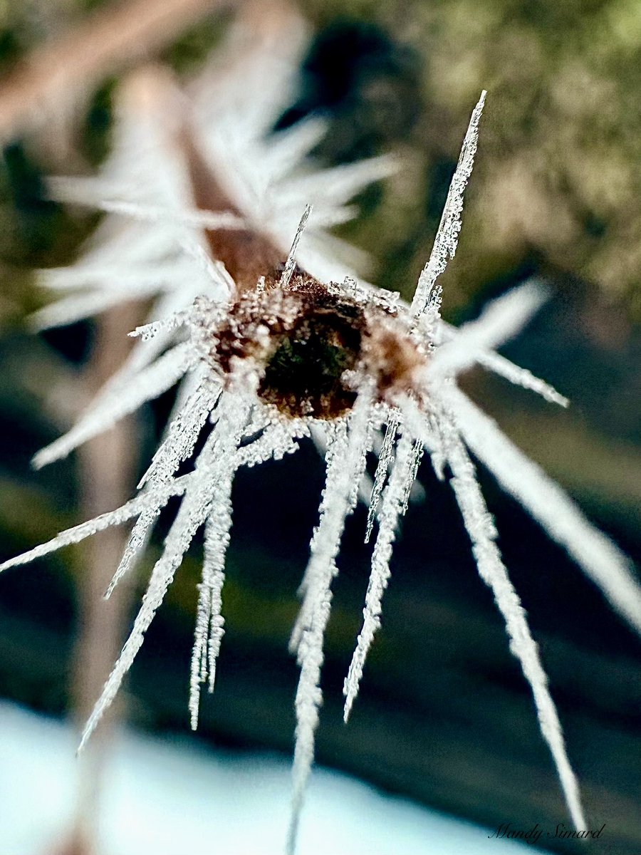 Signing off the frost feed with one last shot. Promise I’m done… for today 😉❄️