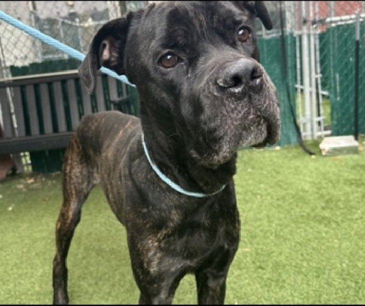💔Mr Licorice 💔
#NYCACC #241617 4y
▪️Listed TBK: 11/22💉 
#RescueOnly

Precious sweetie's💔, arrived stray 5 days ago!
Fearful, anxious, stressed.
Tense body w tucked tail.
Flinches when interaction attempted.
Who knows all this beautiful  darling's endured!
Dog reactive in