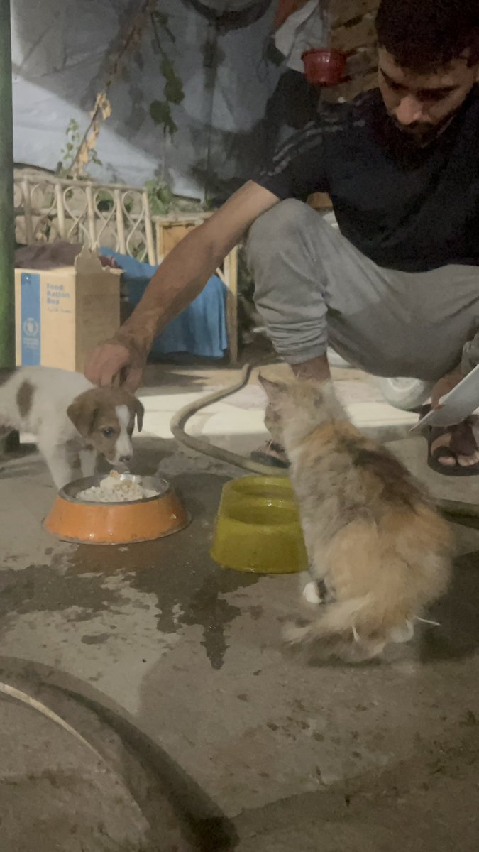 RescueCare's tweet image. 💔🌧️In my sorrowful city of Gaza, where dark clouds hang, small hearts suffer from loneliness and hunger.😭🐾💔 Stray animals search for a touch of love and warmth. Each of us can be a turning point in their lives.🙏🥹🐾🌈 Let&apos;s restore hope and show that compassion knows no…