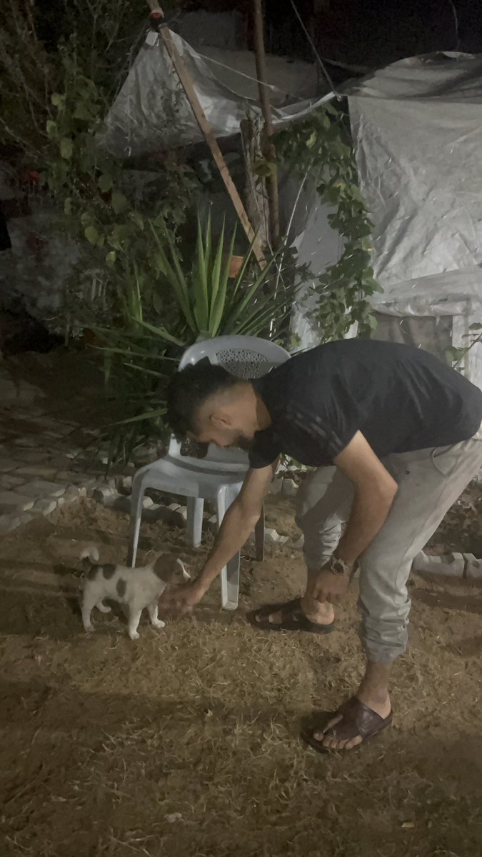 RescueCare's tweet image. 💔🌧️In my sorrowful city of Gaza, where dark clouds hang, small hearts suffer from loneliness and hunger.😭🐾💔 Stray animals search for a touch of love and warmth. Each of us can be a turning point in their lives.🙏🥹🐾🌈 Let&apos;s restore hope and show that compassion knows no…