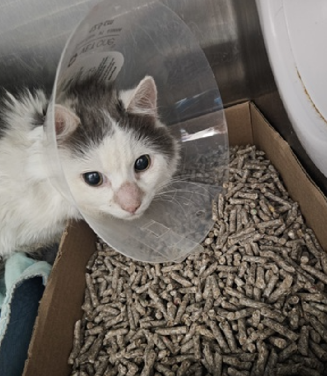 JLthekid9999's tweet image. 🆘🆘 POLAR (ID 241095), 9 YO,  MALE–  IN QUEEENS ACC - came into the shelter as an aco - impound on 11/7/2025.   🆘🆘 😿 😿 😿 😿

➡️TBD 11/22/25

➡️ SENIOR ALERT

➡️➡️ MEDICAL PRIORITY – NEEDS MORE CARE AND ATTENTION THAN THE SHELTER CAN PROVIDE  - IN FELINE ICU

➡️ 🆘🆘  1ST…