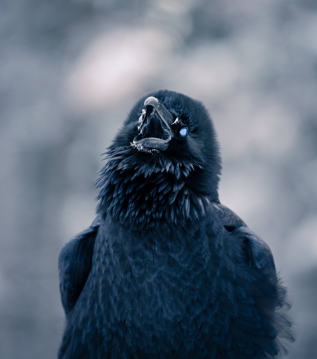 Photos I took of Ravens