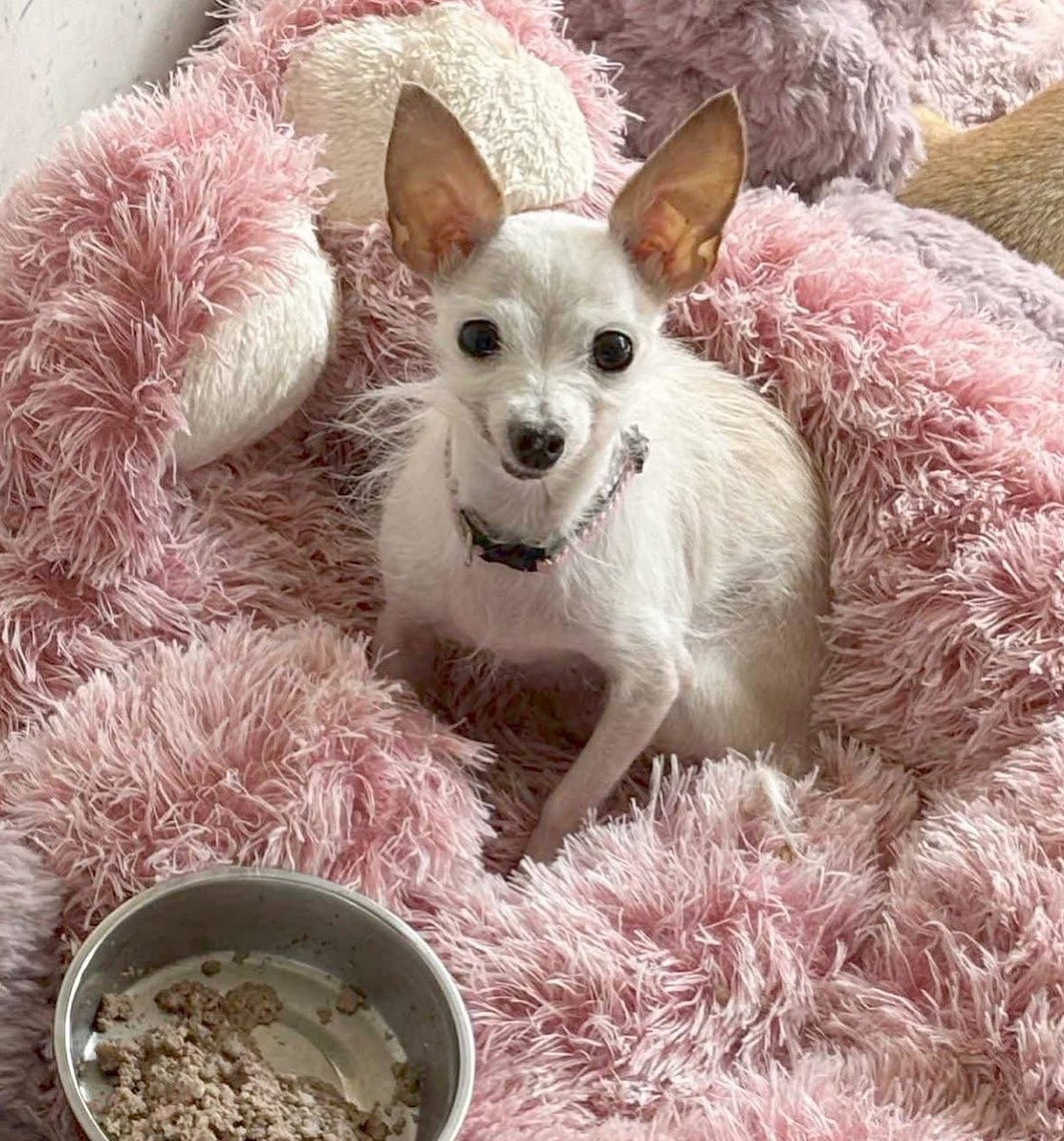 team_greenacres's tweet image. We love @pgmp_inc saving #seniordogs &amp;amp; special needs dogs 

Save The Date - 2nd December #givingtuesday Donate to enable the #Sanctuary to say YES to more dogs &amp;amp; care for the #seniors already under their care 

#teamgreenacres #rescue #seniordog #seniordogalert #k9hour