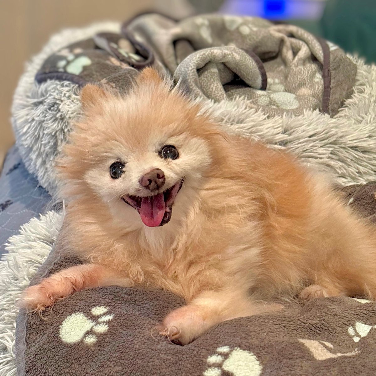 team_greenacres's tweet image. We love @pgmp_inc saving #seniordogs &amp;amp; special needs dogs 

Save The Date - 2nd December #givingtuesday Donate to enable the #Sanctuary to say YES to more dogs &amp;amp; care for the #seniors already under their care 

#teamgreenacres #rescue #seniordog #seniordogalert #k9hour