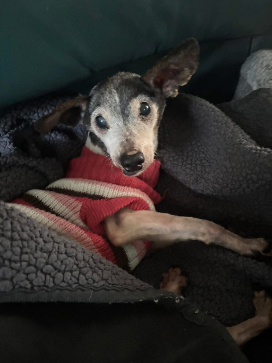 team_greenacres's tweet image. We love @pgmp_inc saving #seniordogs &amp;amp; special needs dogs 

Save The Date - 2nd December #givingtuesday Donate to enable the #Sanctuary to say YES to more dogs &amp;amp; care for the #seniors already under their care 

#teamgreenacres #rescue #seniordog #seniordogalert #k9hour