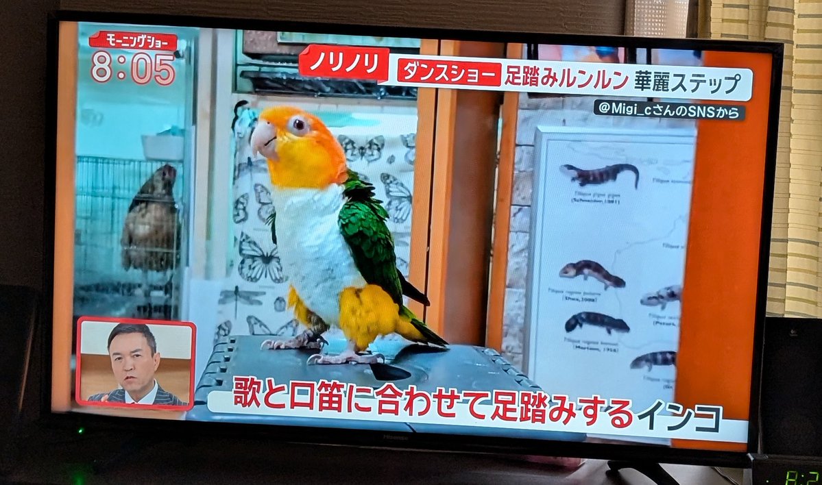 告知出来なかったんですが、
今朝の羽鳥慎一モーニングショーで
小福ちゃんがでましたー☺️

 #シロハラインコ
 #わせぉ