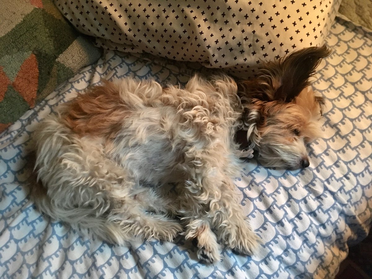 Tom catch n up on Zzzz 🙌🏻