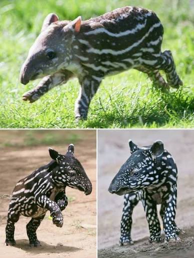 We have tapir which looks like kek batik when they are babies 🥰