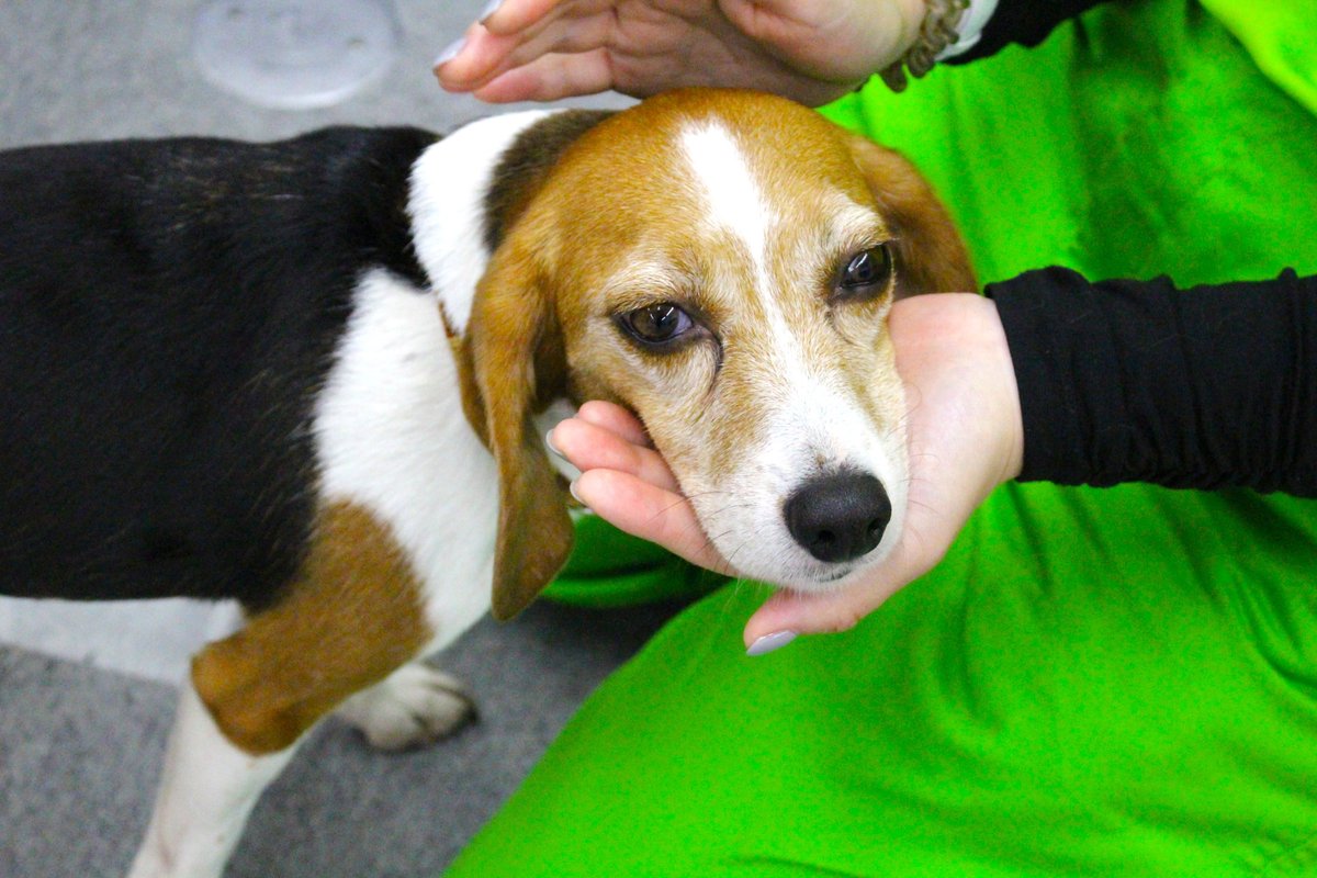 あご乗せララ💕
#トコジラミ探知犬ララ #あご乗せ