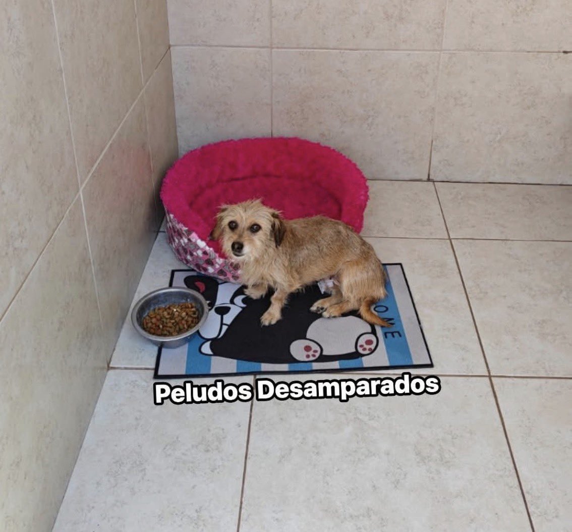 Regalo cachorra de un año de edad, la amamos y queremos que se quede en el mejor lugar pero nosotros no podemos ya cuidarla, hace pipí y popó por todos lados, muerde todo, nos muerde a nosotros con sus dientitos filosos y a mi nieta ya no le gusta, aparte de que nos vamos a ir de