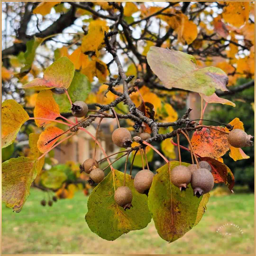 joyful_progress's tweet image. I saw these &quot;pear berries&quot; today.

I call them that but I think they&apos;re just pears that didn&apos;t fully mature.

Either way, the foliage and berries were striking and I hope they brighten your day.

#glorytoGod #fallfoliage #autumn #Photobyme