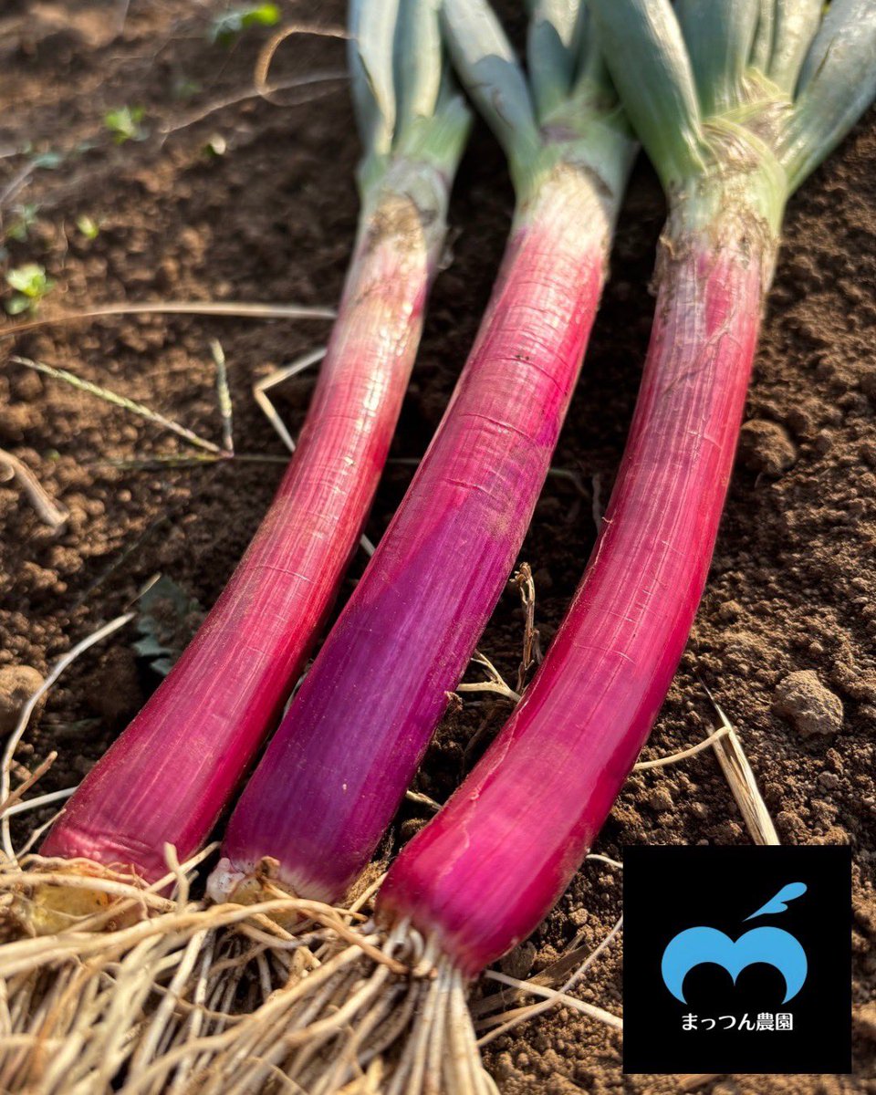 jindouya's tweet image. 本日のフォローサービスは
「薬味ネギ」or｢キクラゲ｣

個数限定ゆでたまごあります🥚

必ずフォロー画面を先にご提示下さい

色々ボタン変更しております🙇‍♂️

赤ネギ昨日食べてみましたがめちゃくちゃ甘い‼️美味いです✨️
楽しみにしていて下さい

本日からも宜しくお願い致します🙏