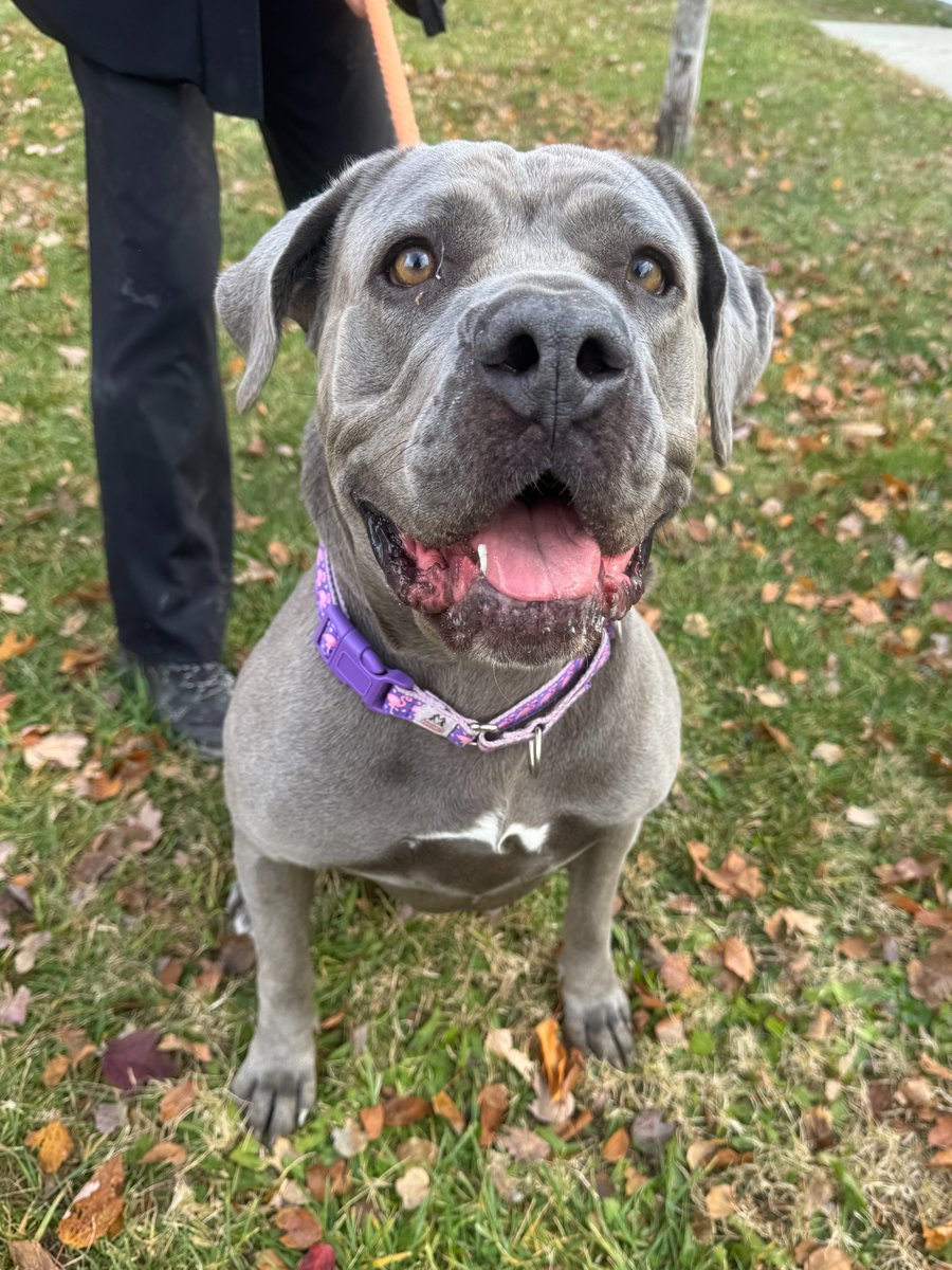 PSPCA's tweet image. Calling all Cane Corso lovers… this one’s for you!

After spending several months in our protective custody while her case made its way through the legal system, Gumdrop is finally available for adoption, and she is absolutely worth the wait. Sweet, playful, loyal, and full of…