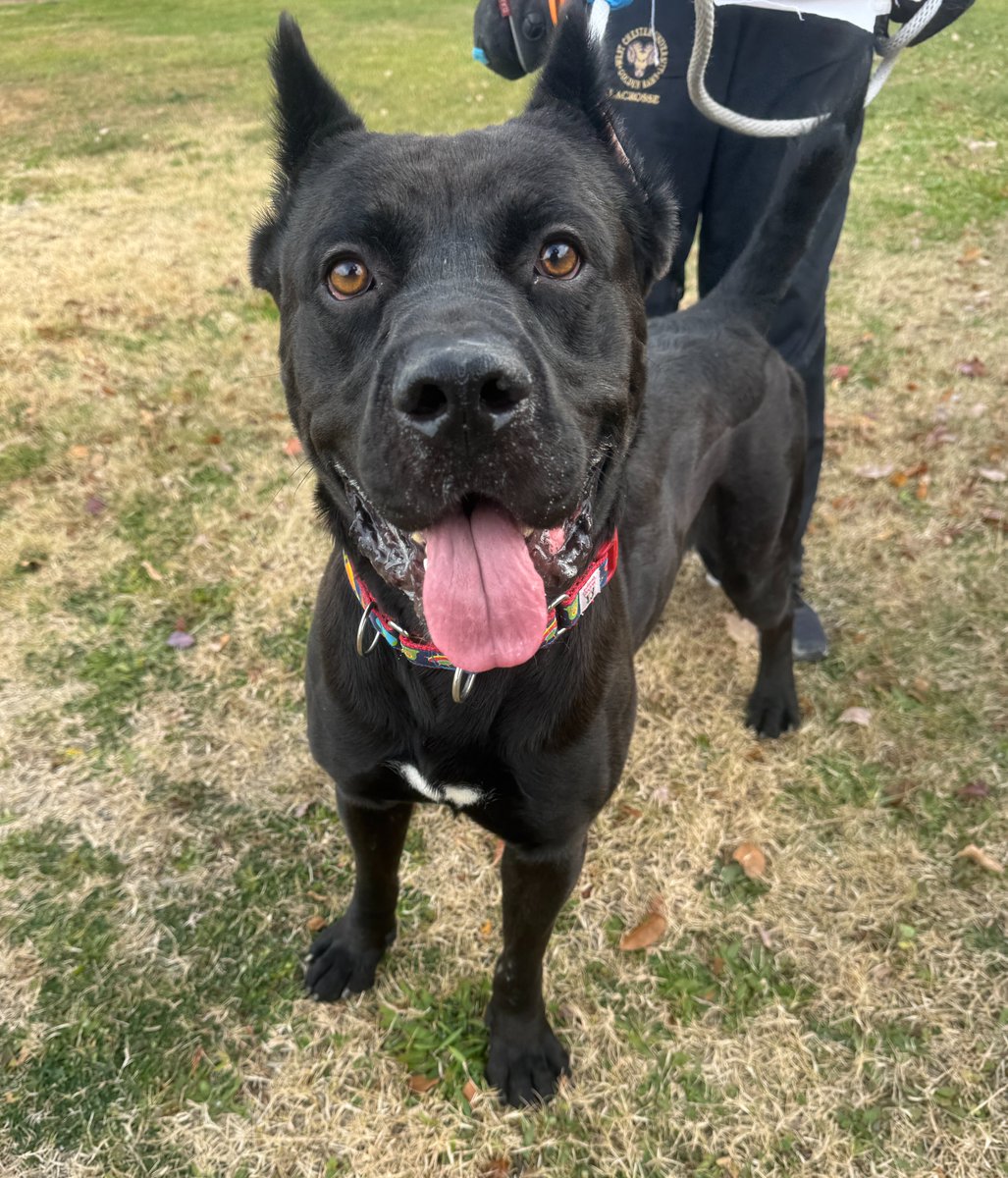 PSPCA's tweet image. Calling all Cane Corso lovers… this one’s for you!

After spending several months in our protective custody while her case made its way through the legal system, Gumdrop is finally available for adoption, and she is absolutely worth the wait. Sweet, playful, loyal, and full of…