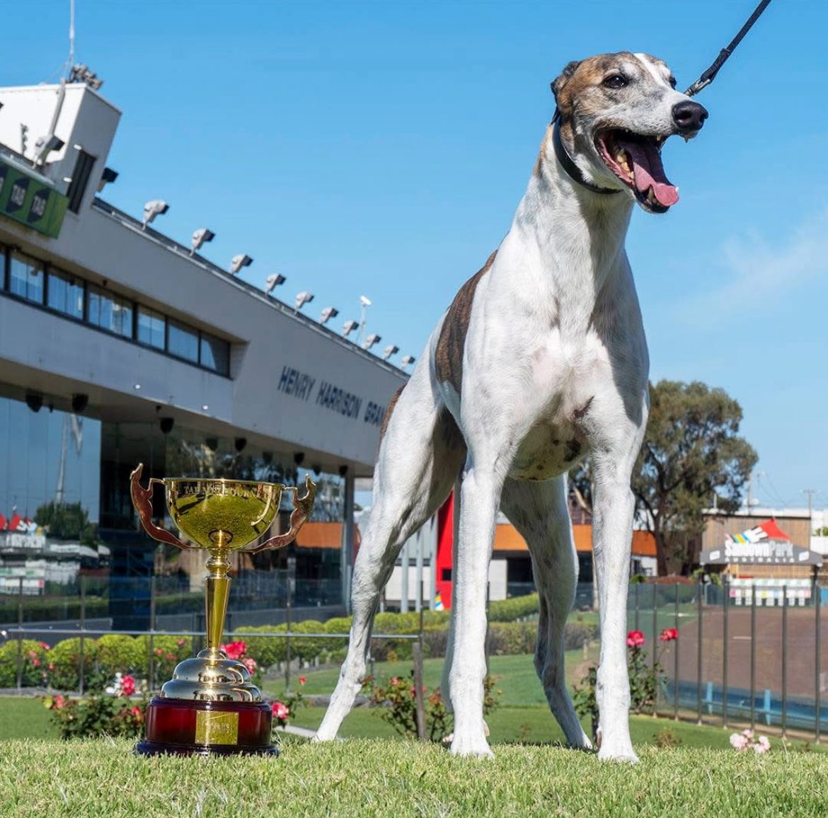 Big_T_2's tweet image. The GOAT has died. 

R.I.P Fernando Bale 💔

#GreyhoundRacing