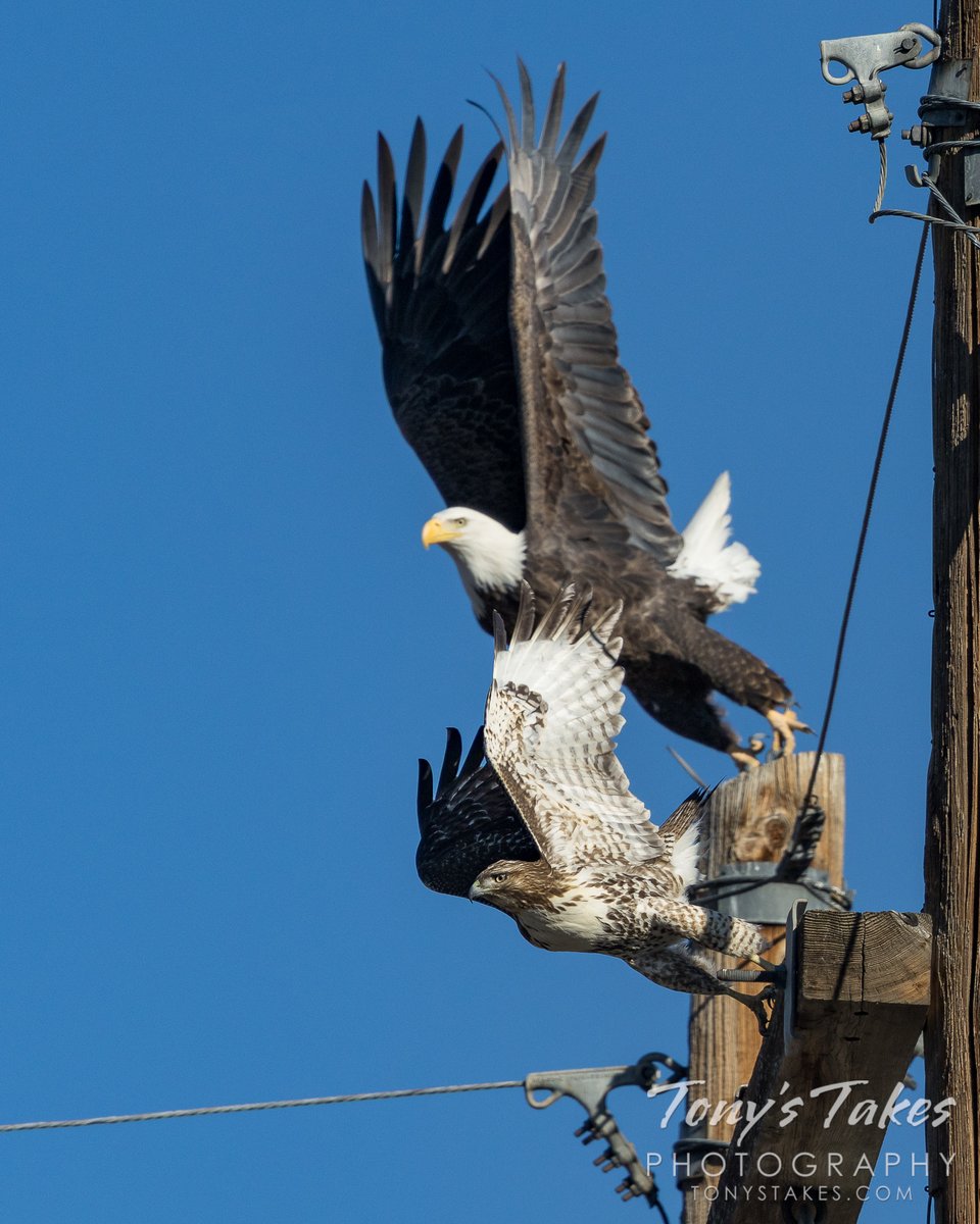 TonysTakes's tweet photo. Double launch! Red tailed hawk and bald eagle in a synchronized take off. A very fun shot although not enough depth of field to get both in focus.
#eagle #baldeagle #hawk #redtailhawk #birding #wildlife #wildlifephotography #Colorado https://t.co/zL0VL9JlM2