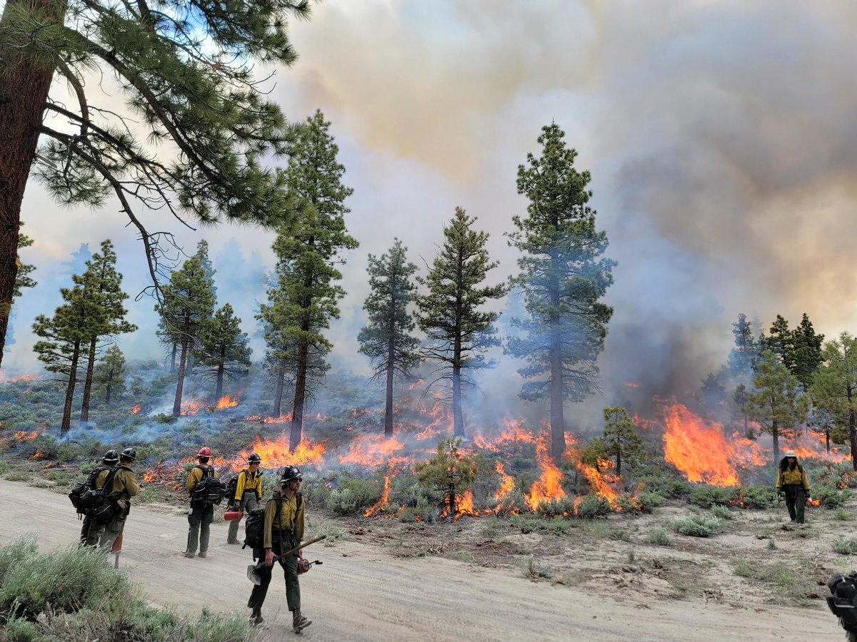 DOIWildlandFire's tweet photo. Once again, science proves the power of prescribed burning! A 20-year study in the Sierra Nevada reveals that regular prescribed burns help our forests store more carbon in healthy, living trees and plants. This means stronger, more resilient forests. It’s a win-win for nature and our future.

Learn more: https://t.co/7lFUZIPMu4 

#WildfirePrevention #FireScience #PrescribedFire