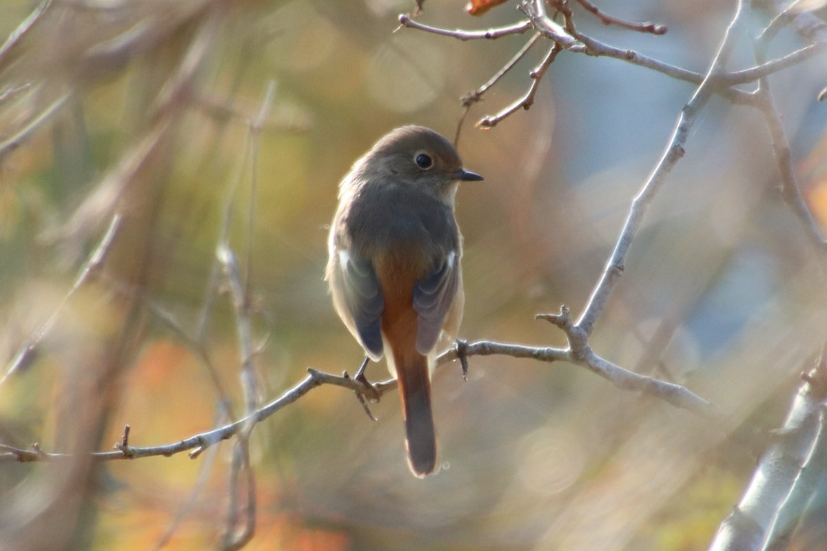 アトリエのアイドルことジョウビタキちゃんが帰ってきました！