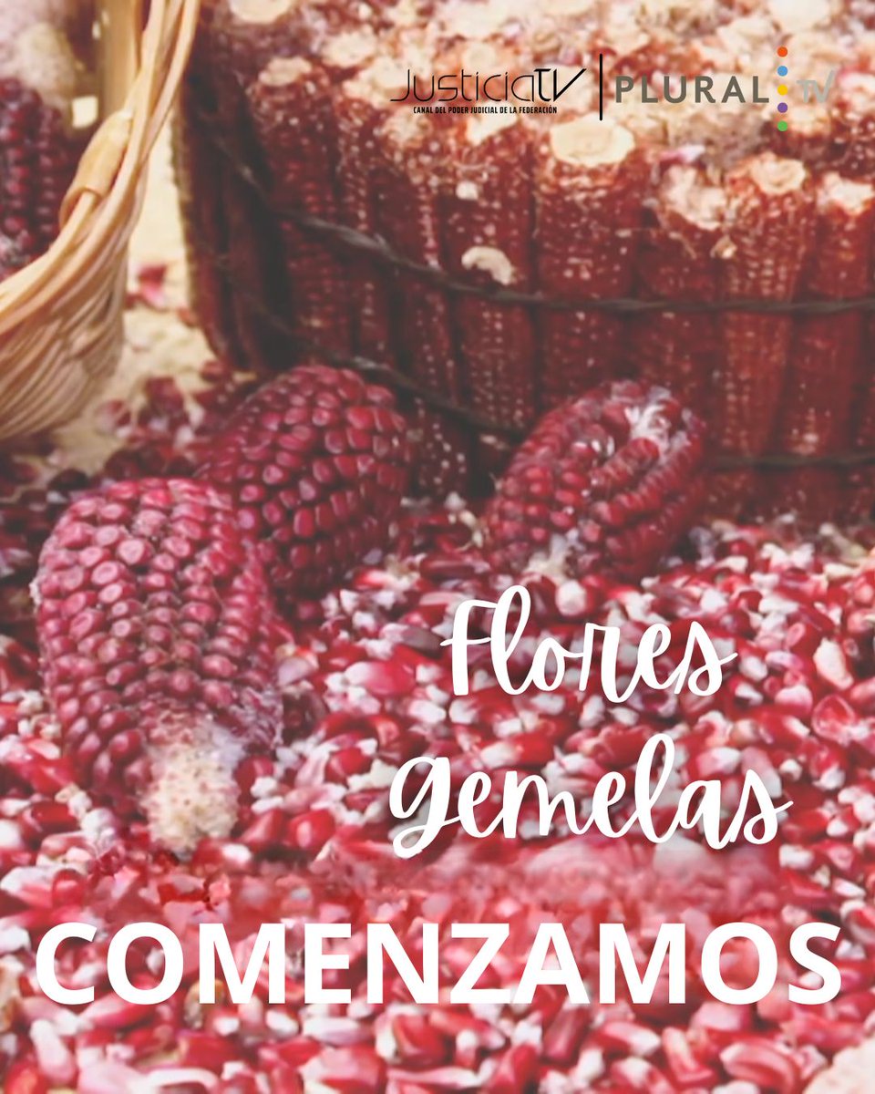 JusticiaTV_MX's tweet image. #COMENZAMOS |  #FloresGemelas 🌸🌸
Hijos del maíz.

🌽El #maíz tradicional presenta una variedad de colores: azul, rojo, blanco que son de origen prehispánico, ¿Conoces sus variantes?

📅Viernes 21 de noviembre
⏰ 22 h 
📺Por: #PluralTV |  JUSTICIATV.MX 
📺Izzi 190 |…
