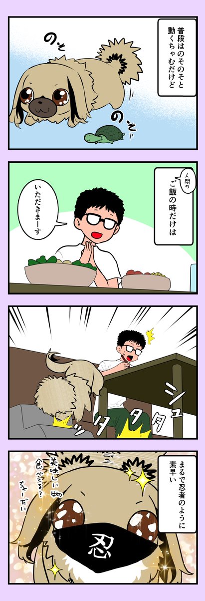 うちのちゃむ 〜忍びちゃむ編〜 #うちのちゃむ #ペキニーズ #ペキニーズ大好き #ペット #犬 #犬のいる暮らし #犬のいる生活 #可愛い #可愛すぎる #漫画が読めるハッシュタグ #エッセイ 