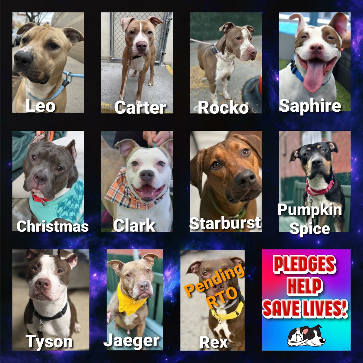 TAP Pledge Totals
#PLEDGES #NYCACC 
#MorgFairsDogs 

Kill Commands
Carter $160 😭
Christmas $210 😭
Rocko $215 😭
Rex $240 (pending RTO)
Clark $245 😭
Leo $265 😭
Starburst $275 😭
Pumpkin Spice $285 😭
Saphire $538
Tyson $631
Jaeger $840 + $300 private donation