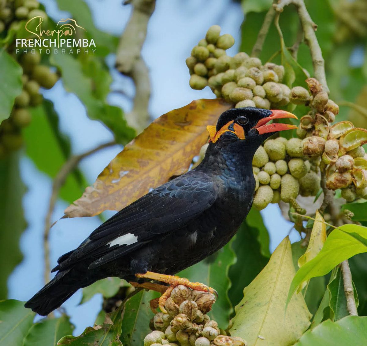 Common Hill Myna is a species that breeds mainly in the Shivalik hills. Because of its ability to imitate human voices, this bird remains heavily targeted in Nepal’s wildlife trade. Birds r meant to be free in the wild, not confined to tiny cages. Stop trade on wild birds !!!
