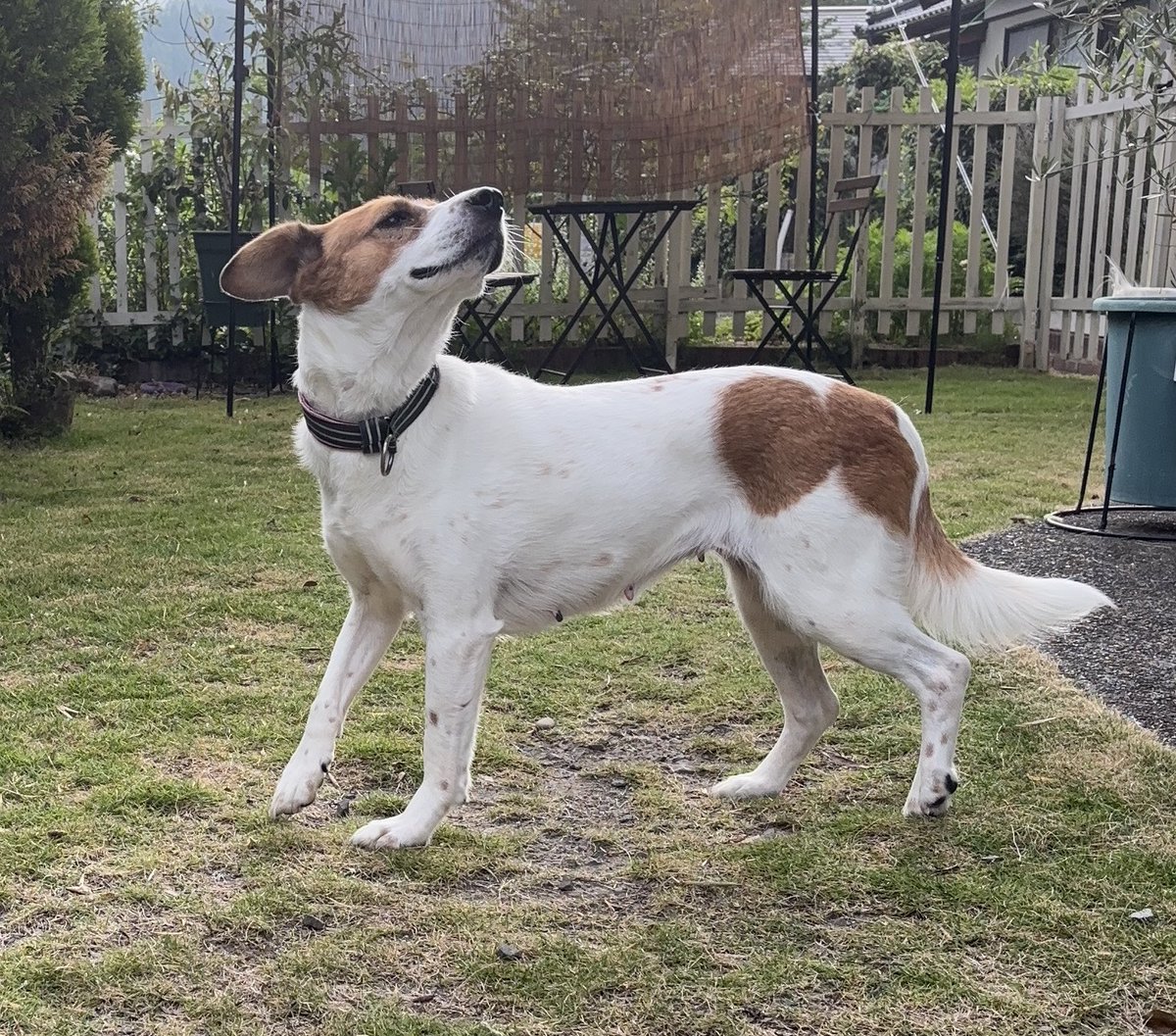 緊急告知】 パーティ信子ちゃん11月23日(日)に都城で行われる譲渡会に