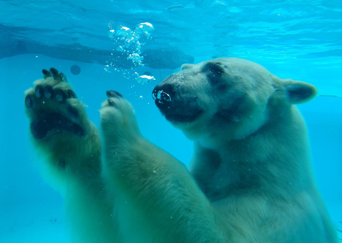 naho1108's tweet image. ライト君🐻‍❄️🛢️㊗️12歳🎊
円山での生活はどうですかー？
ライト君のペースで穏やかに健やかにね🥰
お誕生日おめでとう。南の地より幸せを祈ってます🫶💕(📸は平川daysより)
#ライト #ホッキョクグマ #polarbear