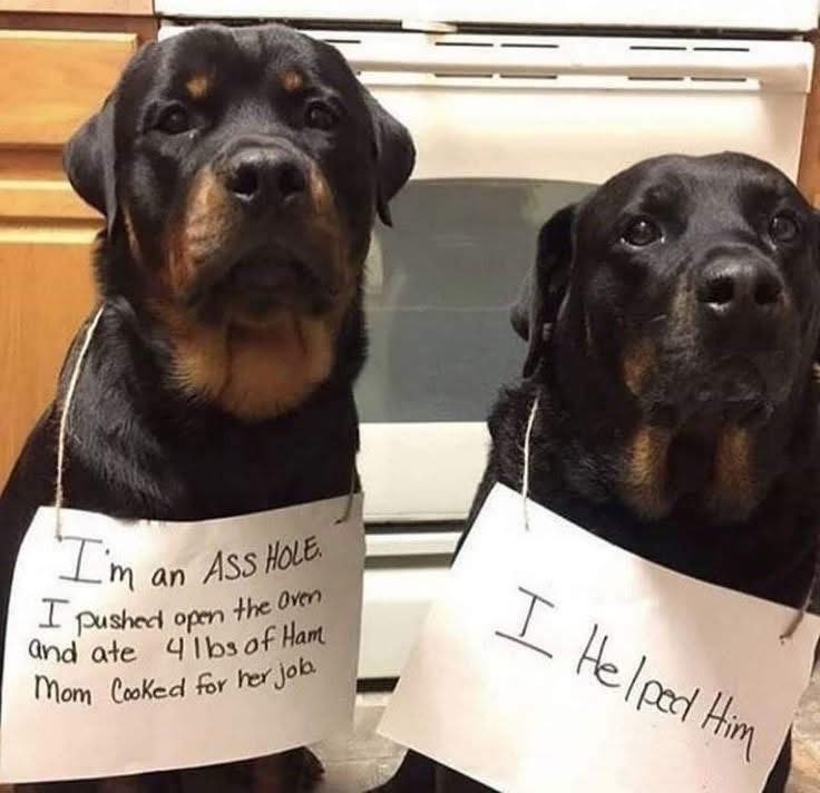 DigestingDreams's tweet image. They’re innocent!