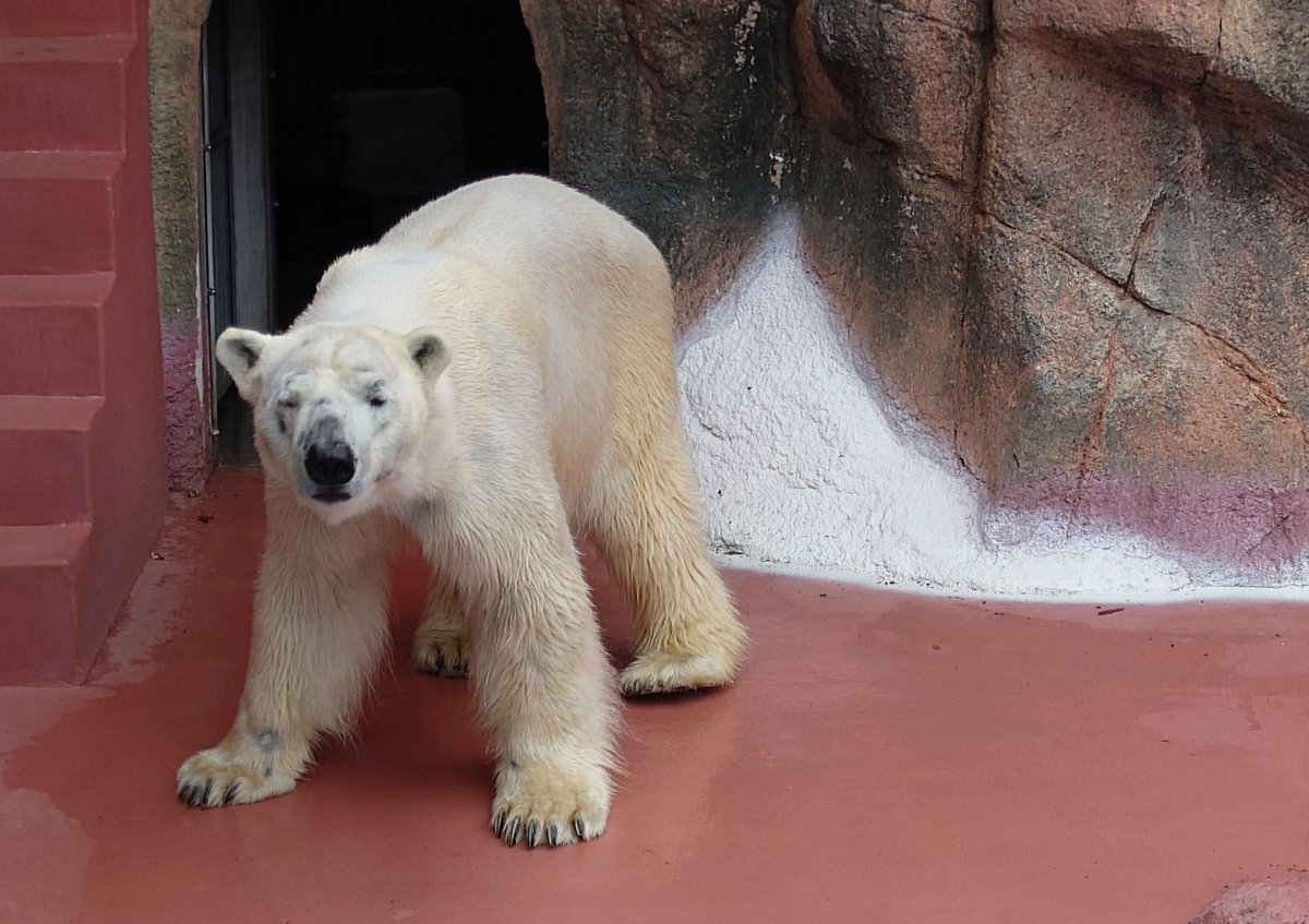 naho1108's tweet image. ライト君🐻‍❄️🛢️㊗️12歳🎊
円山での生活はどうですかー？
ライト君のペースで穏やかに健やかにね🥰
お誕生日おめでとう。南の地より幸せを祈ってます🫶💕(📸は平川daysより)
#ライト #ホッキョクグマ #polarbear