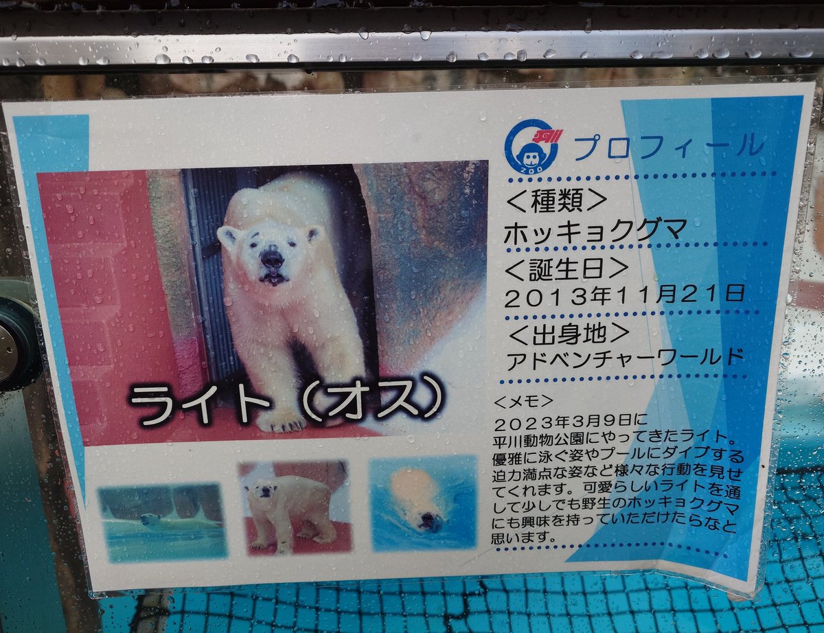 naho1108's tweet image. ライト君🐻‍❄️🛢️㊗️12歳🎊
円山での生活はどうですかー？
ライト君のペースで穏やかに健やかにね🥰
お誕生日おめでとう。南の地より幸せを祈ってます🫶💕(📸は平川daysより)
#ライト #ホッキョクグマ #polarbear