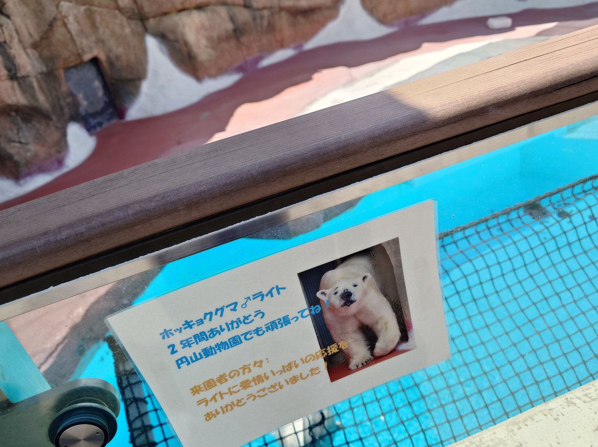 naho1108's tweet image. ライト君🐻‍❄️🛢️㊗️12歳🎊
円山での生活はどうですかー？
ライト君のペースで穏やかに健やかにね🥰
お誕生日おめでとう。南の地より幸せを祈ってます🫶💕(📸は平川daysより)
#ライト #ホッキョクグマ #polarbear