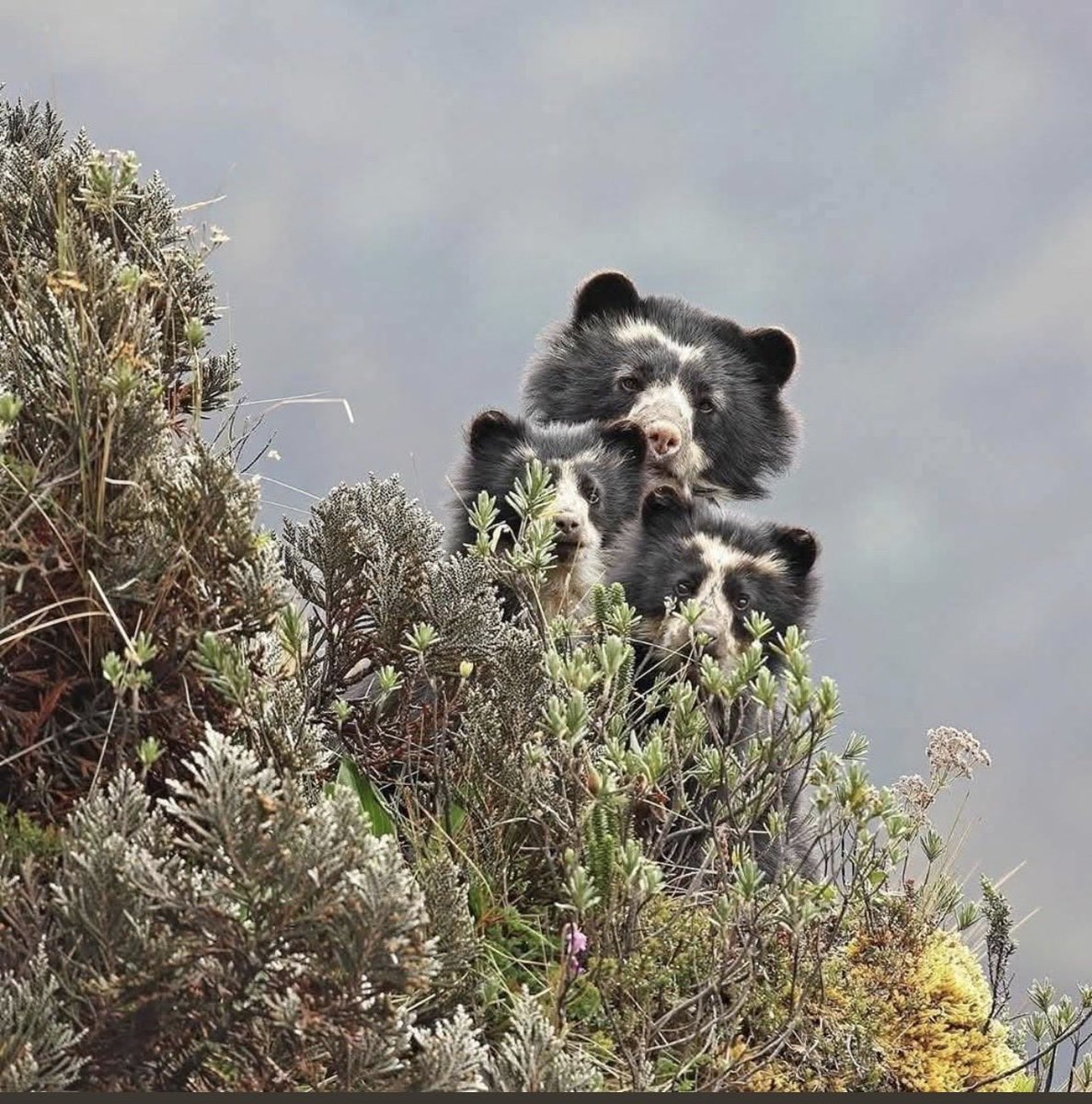 TechnologyMaf's tweet image. Familia de osos en las Montañas de Boyaca en el centro oriente de Colombia