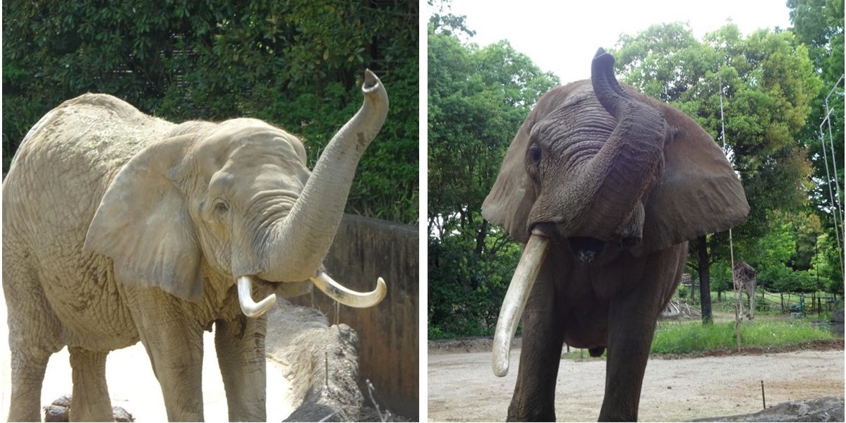 sendaisiyagiya's tweet image. 【展示のおしらせ】
#アフリカゾウ の #ベン が起立困難のため、現在、屋内での治療を行っております。
このため、当面の間、屋内観覧通路を封鎖いたします。
#メアリー #リリー につきましては、外の展示場にいる時はご覧になれます。
ご理解とご協力をお願いいたします。

#八木山動物公園