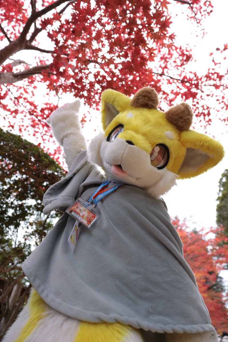 かめかめ (@kamekame_kemo) / Posts / X