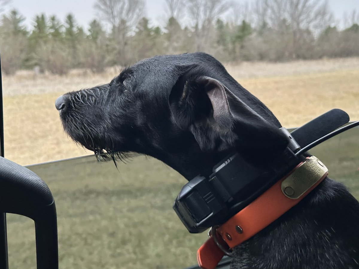 Running down Roosters in the SD flat grass is awesome. Gem wasn’t ready to be done yet 🤣