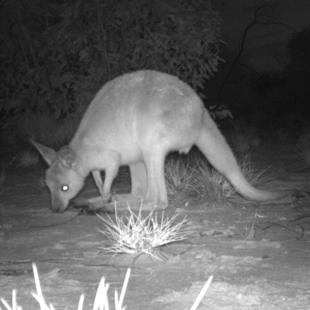 TERN_Aus's tweet image. 🔍#DataDiscovery | Koonamore Vegetation Reserve, Kangaroo Activity Data 

Data from surveys conducted to monitor Kangaroo activity in the Koonamore Reserve and give a qualitative indication on how numbers fluctuate from year to year.

📊 buff.ly/llvpYE1