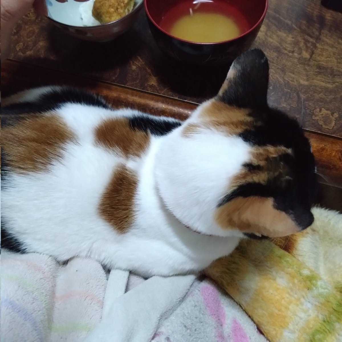 みけねこ。 (@mike_myi) / Posts / X