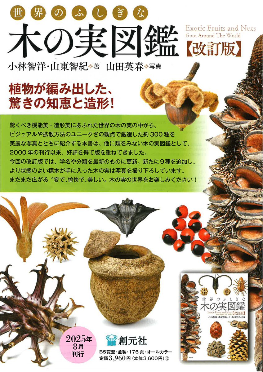 美しい木の実のようなキリアツメ【標本】 美しい木の実のような