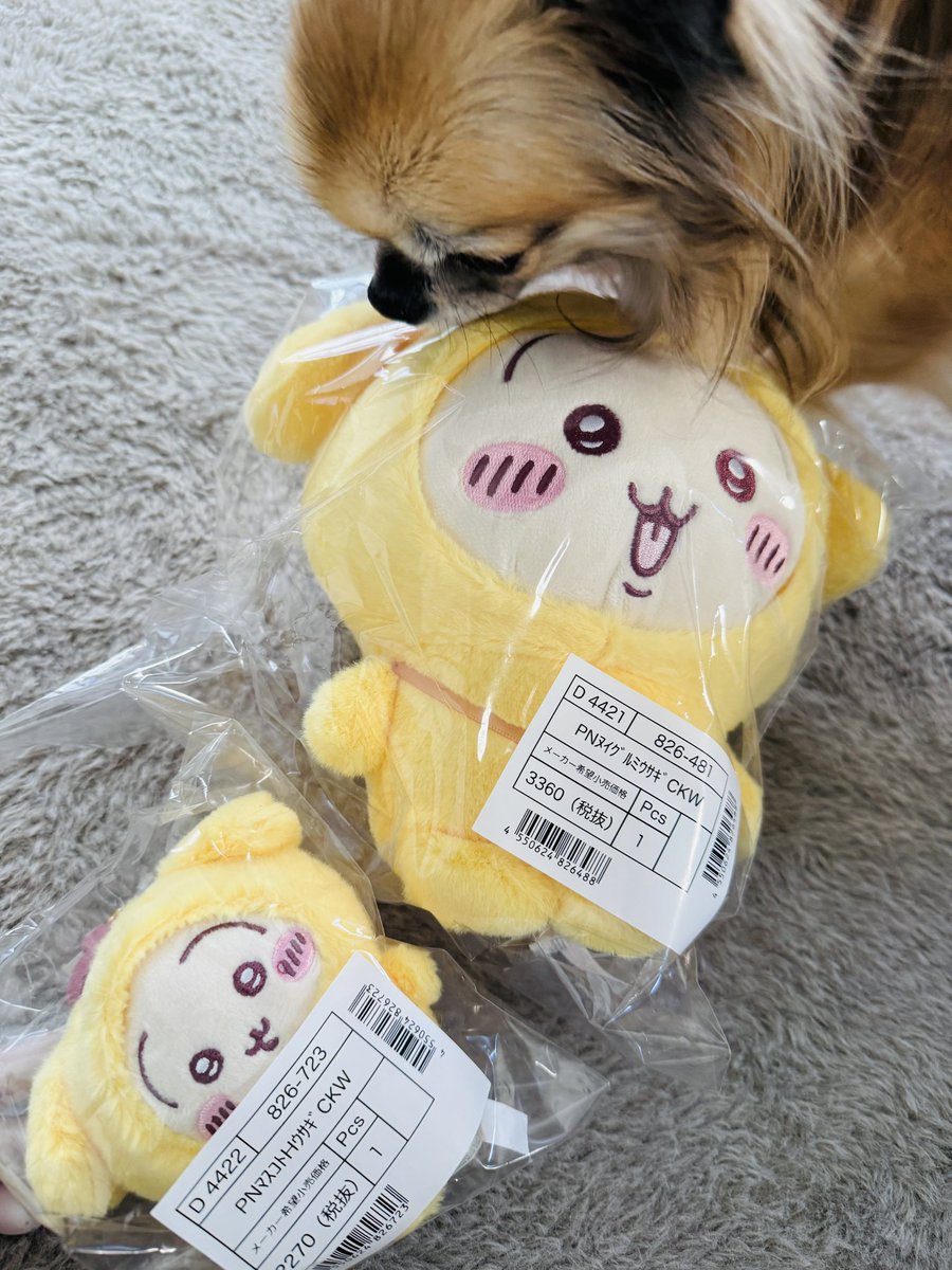 Pupuludawan's tweet photo. 忘れた頃に届く🙂‍↔️
ちいかわサンリオコラボ🐶
昔の推しプリンちゃんとうさぎのコラボはアツいっ✨
#ぐでたまとのコラボだったら失神案件 https://t.co/x1HhwZCDcE