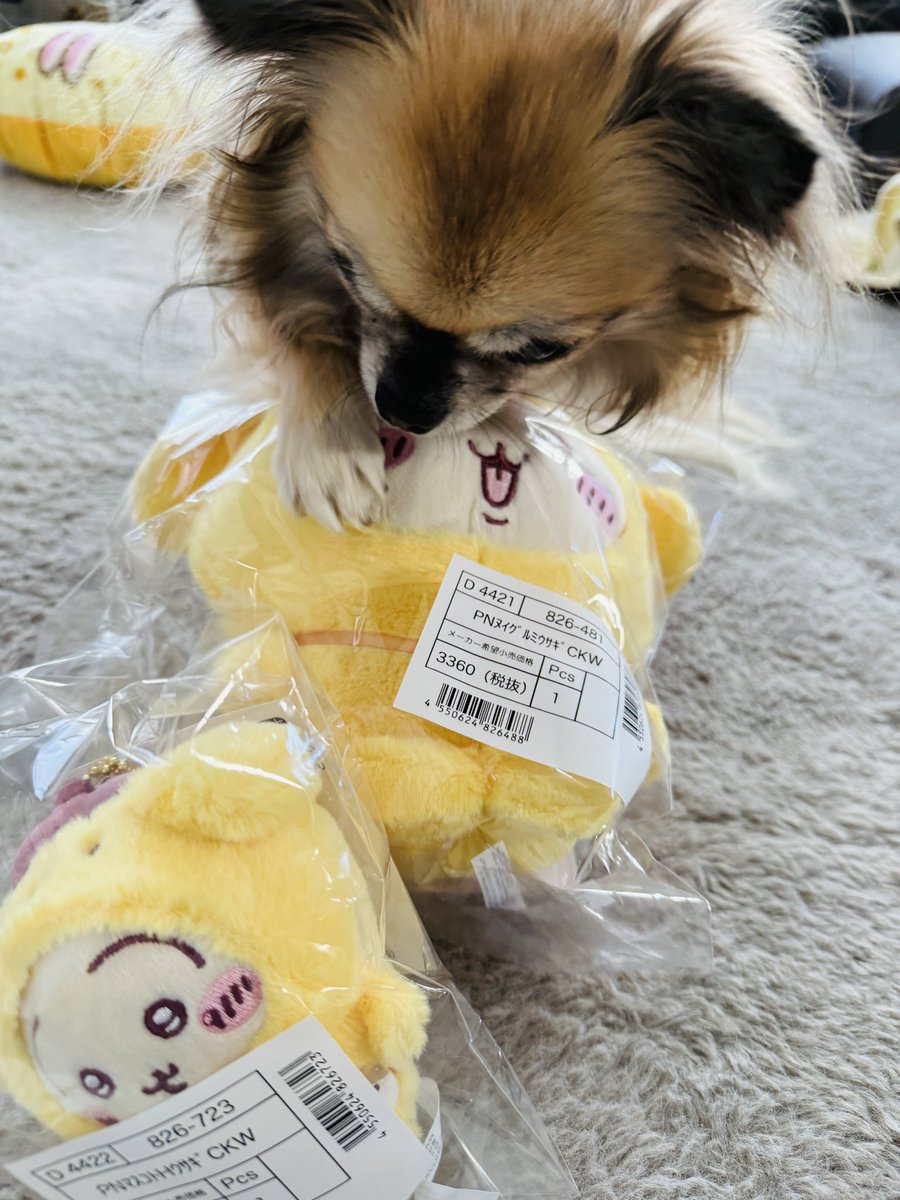 Pupuludawan's tweet photo. 忘れた頃に届く🙂‍↔️
ちいかわサンリオコラボ🐶
昔の推しプリンちゃんとうさぎのコラボはアツいっ✨
#ぐでたまとのコラボだったら失神案件 https://t.co/x1HhwZCDcE