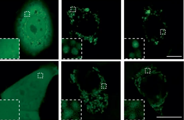 MammaryCell's tweet image. 🧪 Scientists from Fudan University  identified ADK fusion genes as novel and recurrent drivers in hormone receptor-positive/human epidermal growth factor receptor 2-negative #BreastCancer.

@CellDiscovery | go.nature.com/4pn42Bt