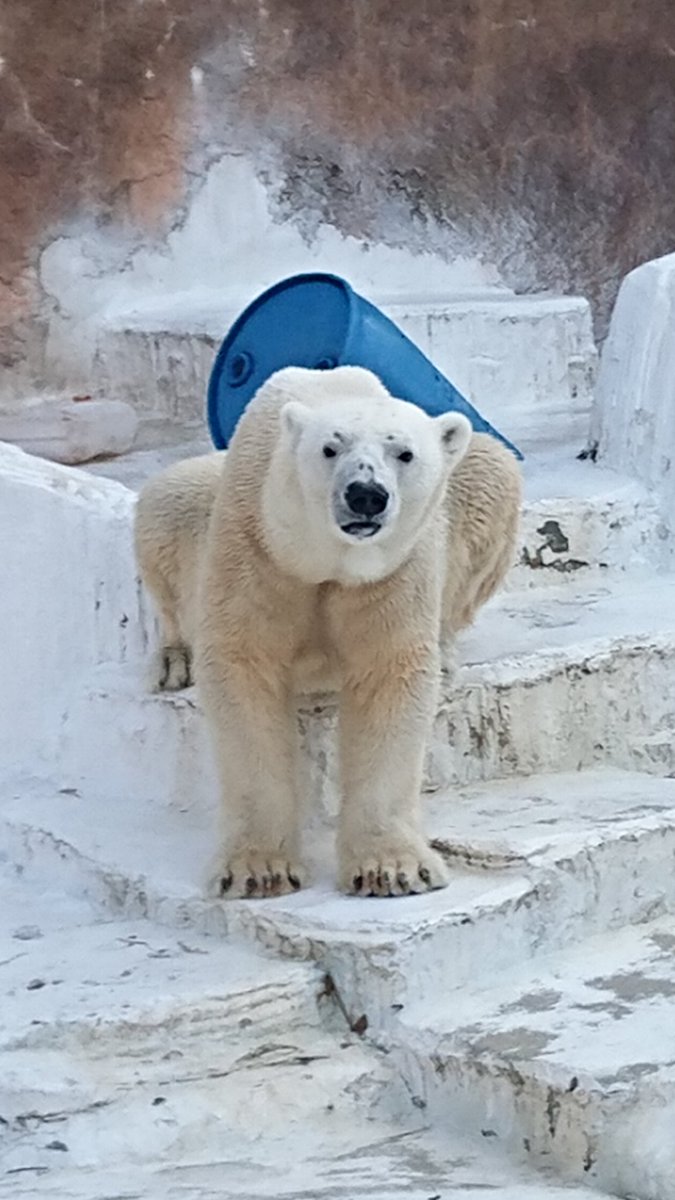 Jhonlennon777's tweet image. #天王寺動物園🍀
#PolarBear✨
#ゴーゴ殿ポリタン💕

　　もう　６年前になる〜

　ゴーゴパパ　天王寺での
　ポリタン　覚えていたかな（笑）

　　後に　半分に　なってた🤭
