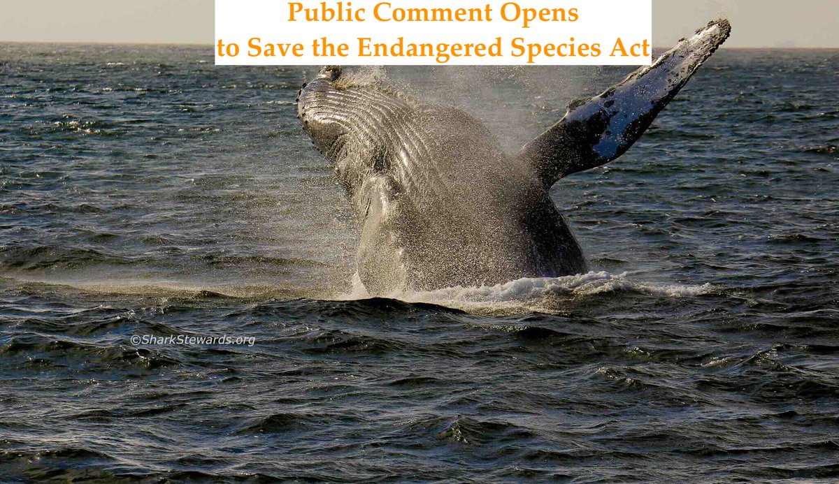 David McGuire, SHARKSTEWARDS tweet media