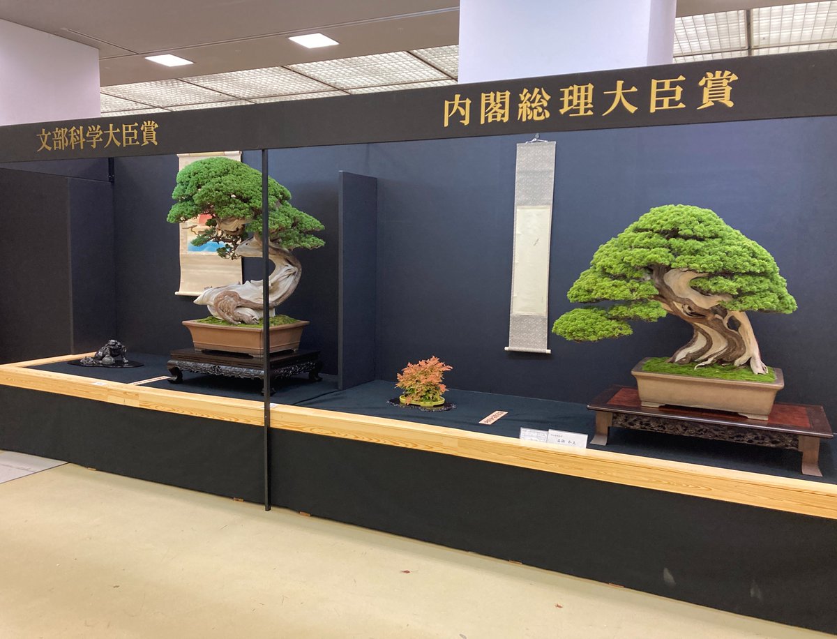 2025年度の第45回日本盆栽大観展において 映えある内閣総理大臣賞